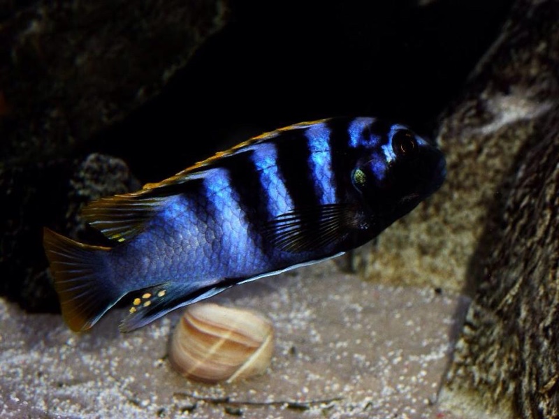 Labidochromis sp. 'mbamba' Mbamba Bay